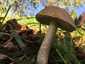 Barna érdestinóru (Leccinum scabrum), Őrség. Mogyoróbarna színű, nedvesen tapadós kalap